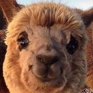 Meet your Posher, Sole